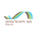 תמר